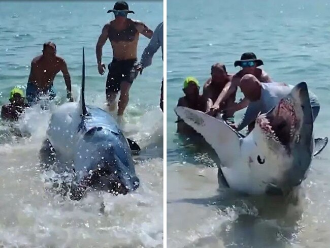 The mako shark struggled and thrashed, throwing the rescuers aside at one point. Tina Fey via Storyful