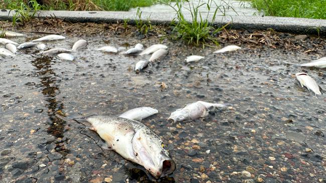 Heavy rains have inundated large sections of Walkerston-Homebush Rd in Palmyra, west of Mackay, January 17, 2023. Numerous fish were flailing or dying as a result. Picture: Heidi Petith