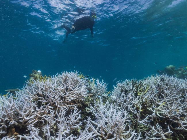 Coral bleaching on Stanley Reef, Great Barrier Reef, March 23 2022. Picture: Harriet Spark