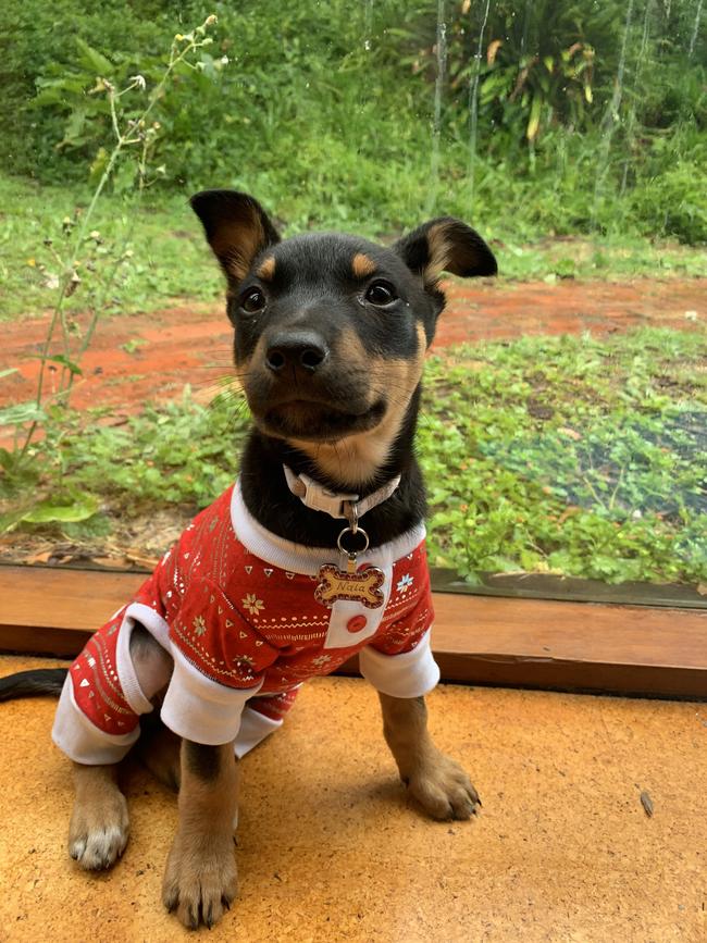 Nala is excited for her first Christmas. Picture: Tayla Broderick