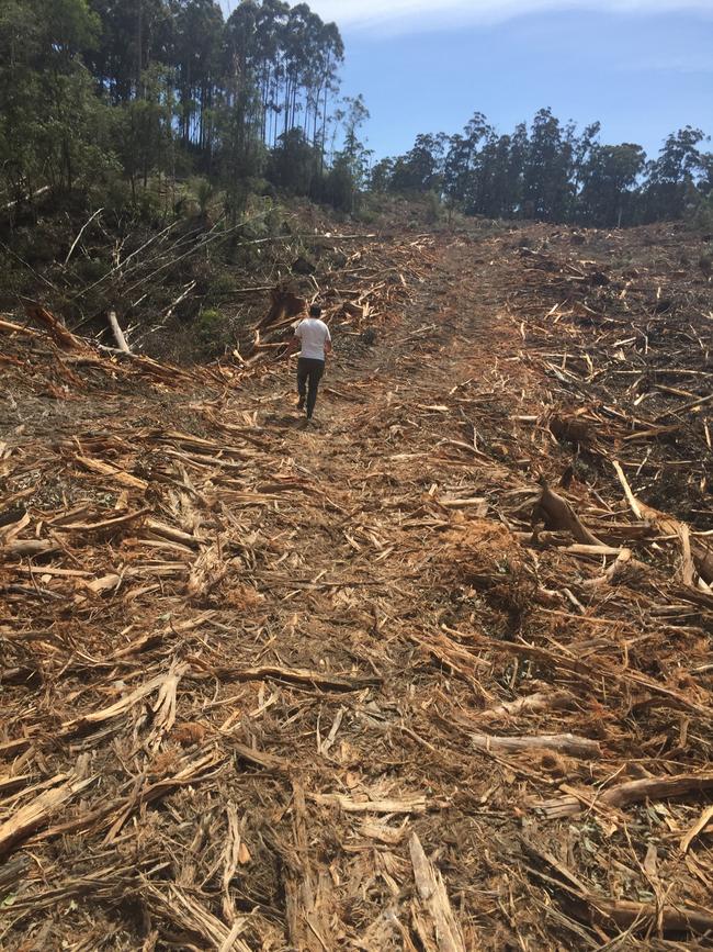 Wilderness Society campaign manager Tom Allen serving the injunction at the Mt Tongatabu coupe. Picture: The Wilderness Society