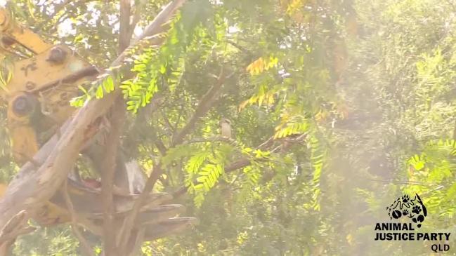 UQ clears trees with kookaburras' nest