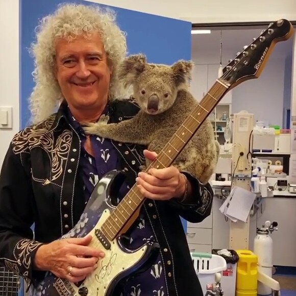 May shared a video of himself playing guitar for Bear at RSPCA Queensland. Photo: @brianmayforreal