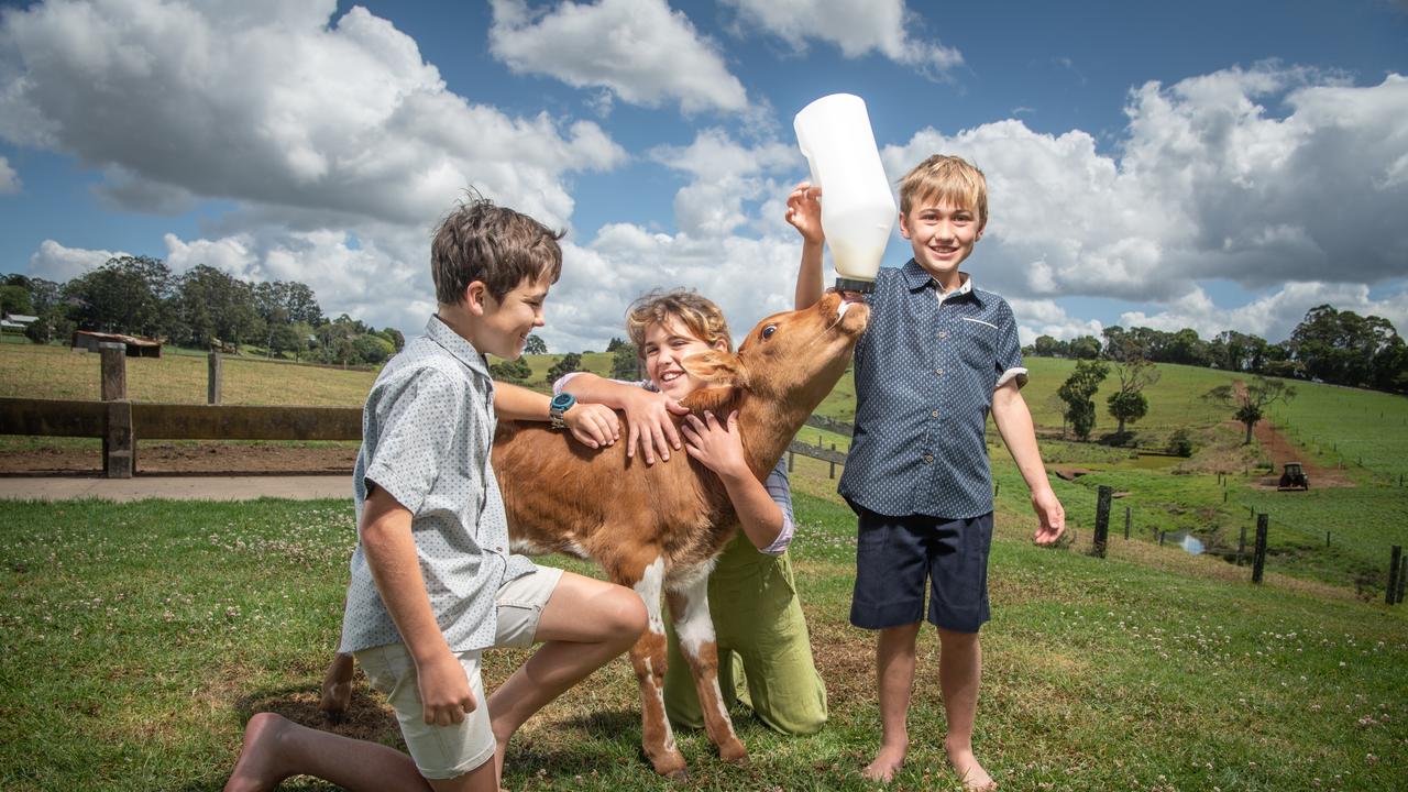 Rescue, Cheeky and Ruckus love helping out with feeding Hercules the calf. Picture: Brad Fleet