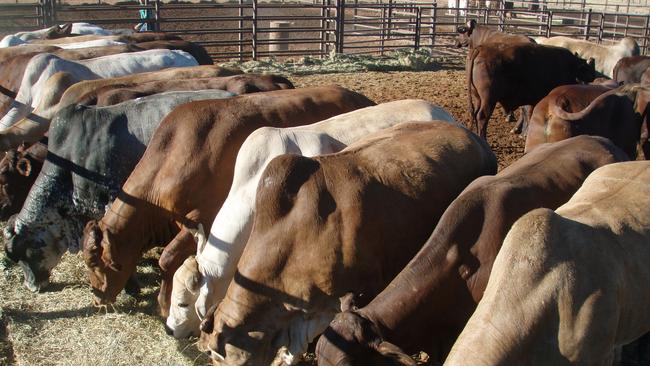 The Langenhoven family now boasts more than 1 million hectares of land in the Territory following the purchases of Tanumbirini and Forrest Hill stations