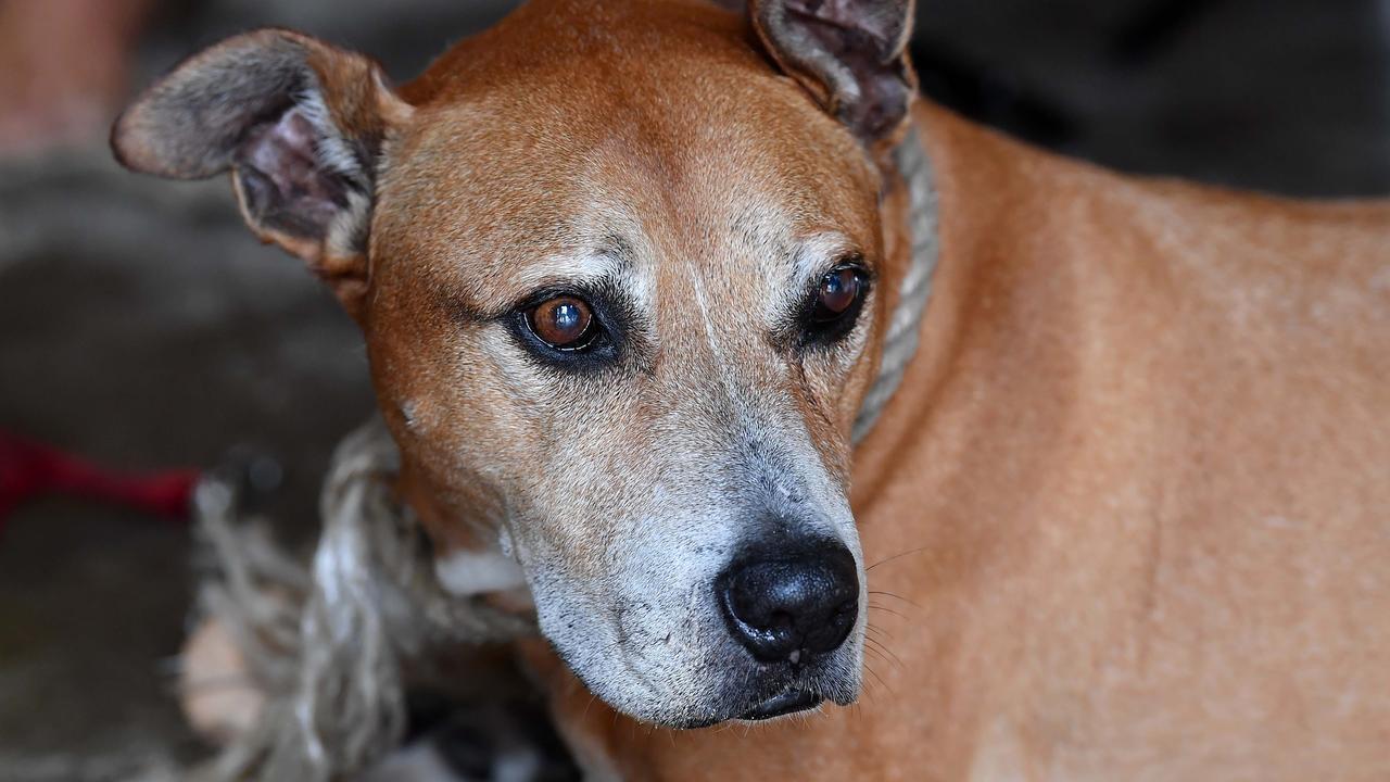 Mitch the staffy. Picture: Patrick Woods.