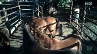 Thoroughbred racehorses awaiting their slaughter.