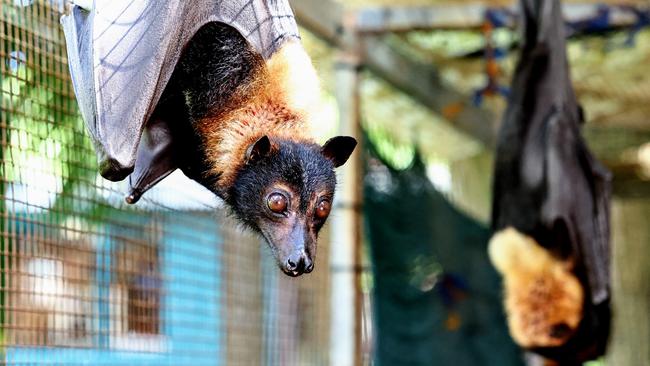 The flying fox can travel between 25 to 100 kilometres a night and they pollinate by seed spreading at a landscape scale. Picture: Brendan Radke