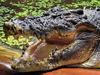 ‘A lot of skill’: FNQ Park uses special technique to remove croc