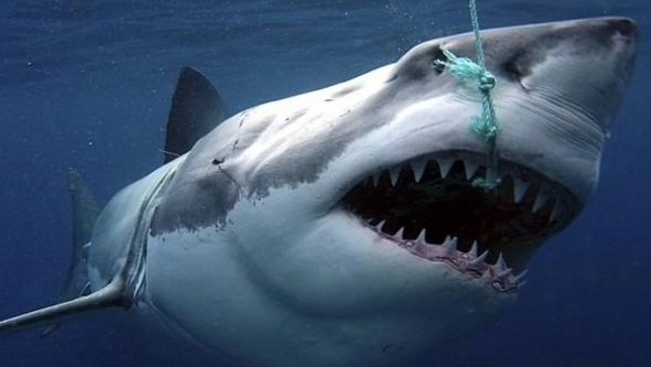 A drum line lures a shark in Cid Harbour in the Whitsundays.