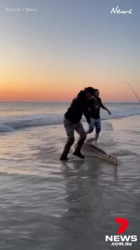 Shark washes up on shore at Henley Beach