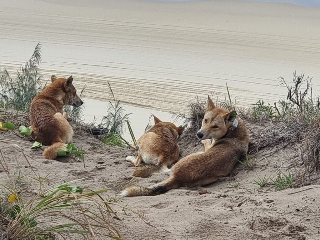 Visitors getting close to take photo of a dingo pack