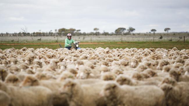 Mustering time at Wyvern Station at Carrathool in NSW, owned by TA Field Estates.