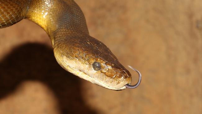 Friend of the wild ... Robert’s photo of the first water python to be found on Steve Irwin Wildlife Reserve. Picture: Robert Irwin