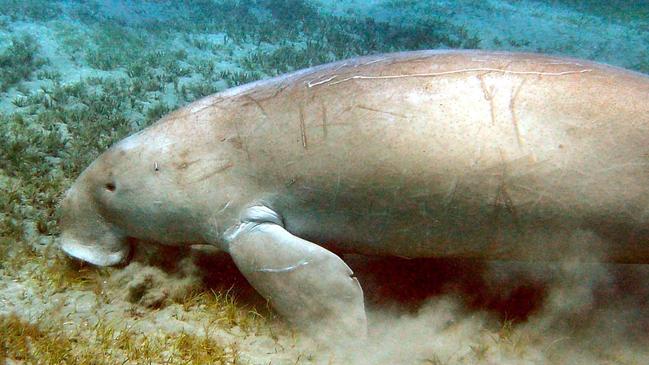 supplied shots Moreton Bay for Travel 25 July