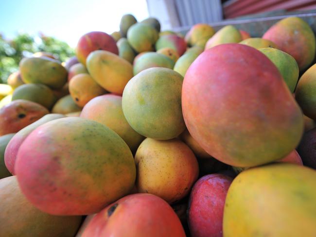 Dingle Mango farm.Photo Brenda Strong / The Observer