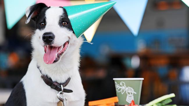 One-year-old border collie x Galadriel enjoying a birthday party at BrewDog at Murarrie. Picture: Tara Croser.