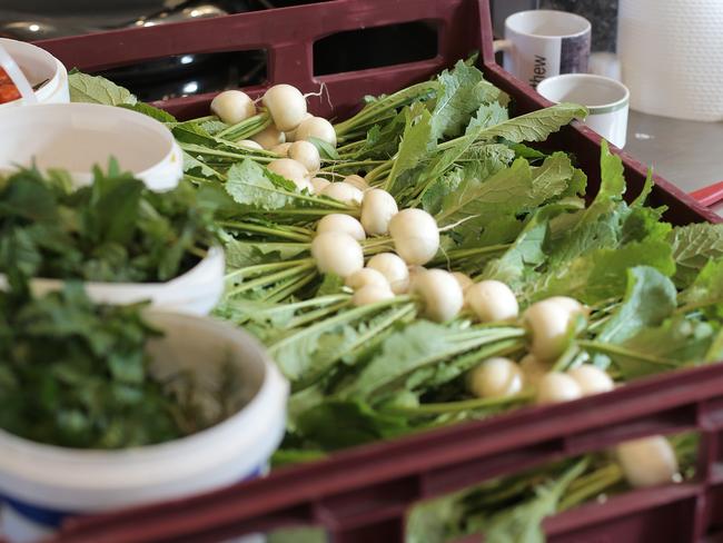 Japanese turnips harvested and ready to be prepared for lunch. Picture: LUKE BOWDEN