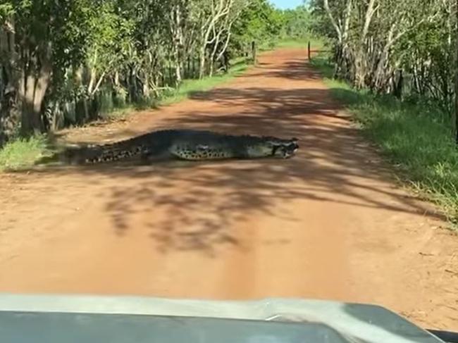 A 4m croc has been filmed wandering across a dirt road in Kakadu with a dog in its mouth before slipping into a billabong and swimming away with its unfortunate catch. Picture: Supplied