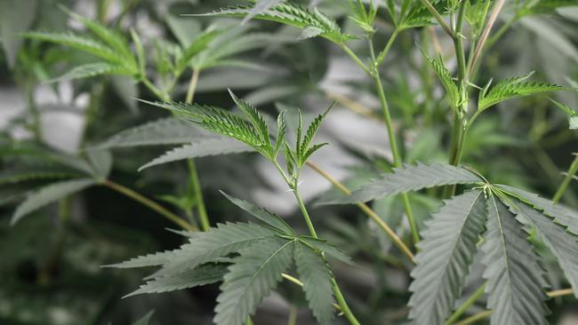 The cannabis sector is showing green shoots Picture: AFP