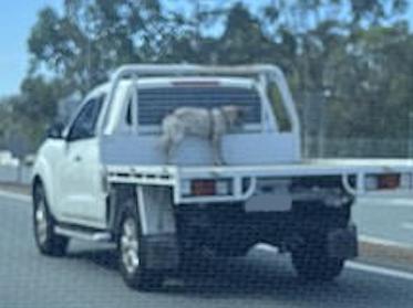 Tethering a dog to the back of a ute like this is legal, but has sparked dispute Picture: The image posted on Reddit