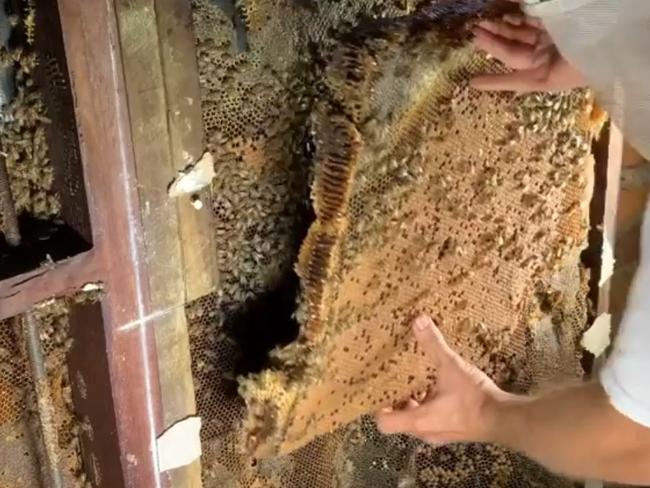 A Hinterland Bees worker removes a swarm from the walls of an Aroona home.