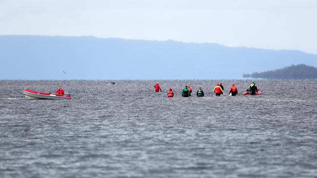 Pilot whale rescue operations continue on day five at Strahan. September 25, 2020. Picture: PATRICK GEE