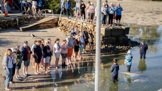 SOCIAL MEDIA IMAGE DISCUSS USE WITH YOUR EDITOR - Hundreds of people used to visit the public dolphin feedings before coronavirus restrictions were put in place