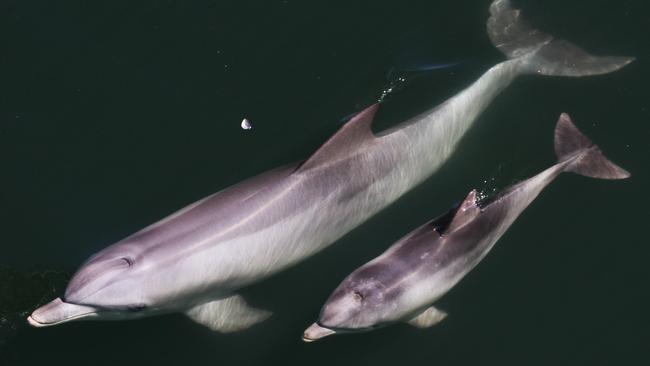 Oriana and her deceased calf Kalea. Picture: Marianna Boorman