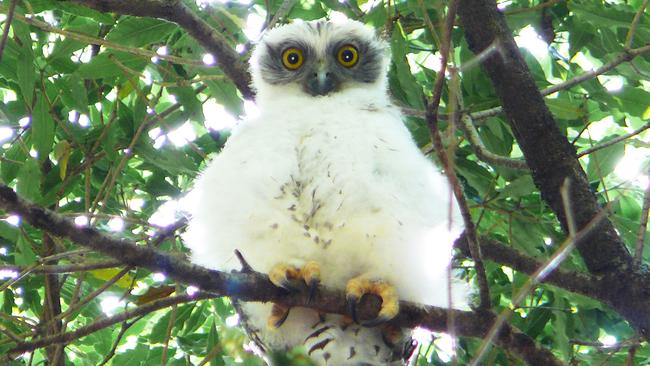 If you’re lucky you might see a baby powerful owl during the guided walk through Cumberland State. Picture: Soon Lee Lim