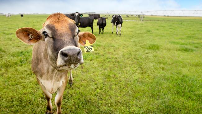 Beston dairy cows on the company's farms at Mt Gambier. Picture: SUPPLIED