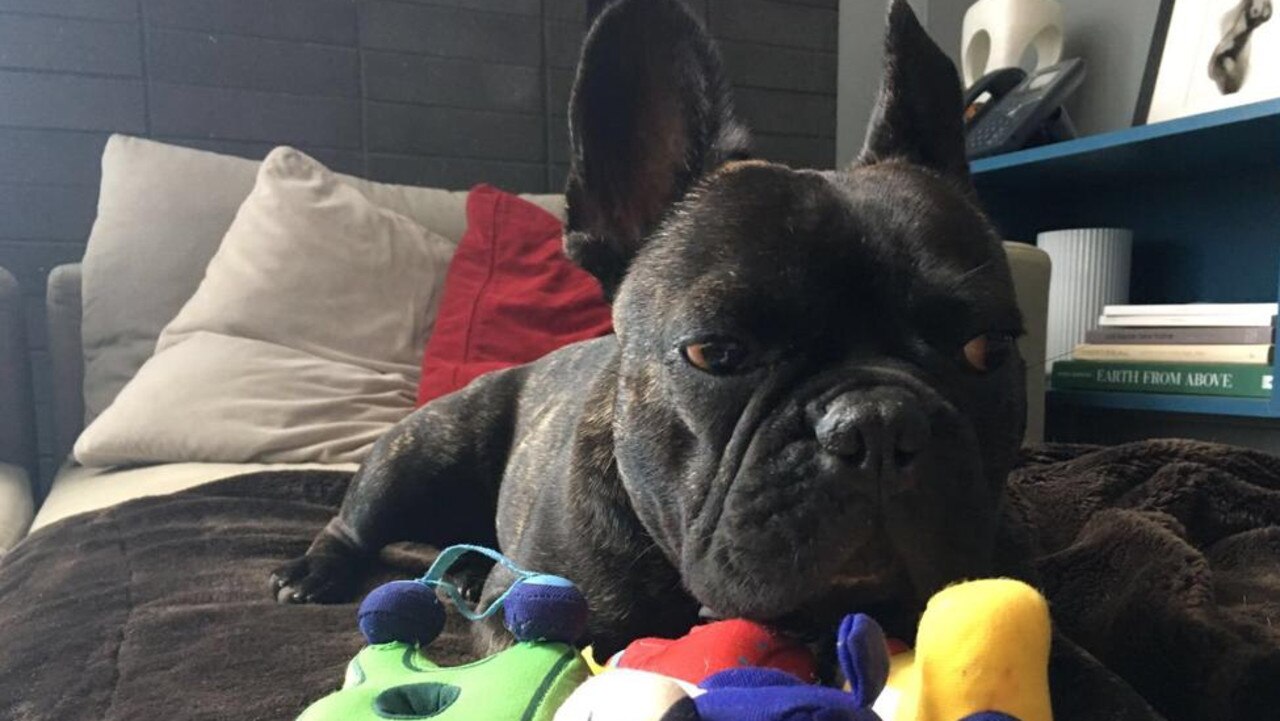 can french bulldogs fly on planes