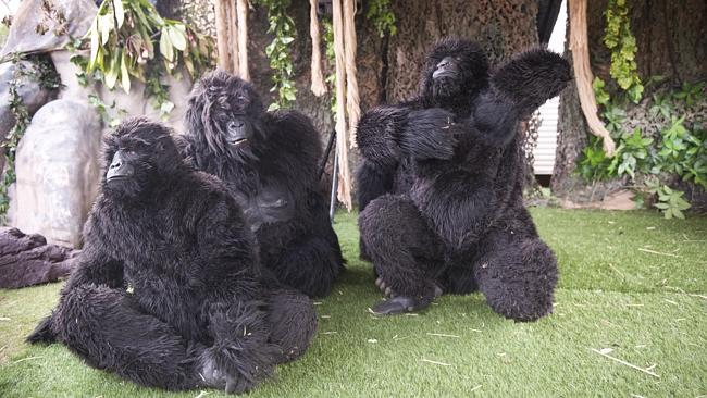 Goin’ Ape ‒ Gorillas in our Midst was a new show that featured performers giving an incre