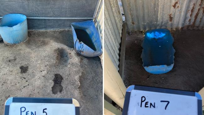 The conditions of some of the dog yards at Elizabeth Verhagen’s property. Picture: Supplied/RSPCA