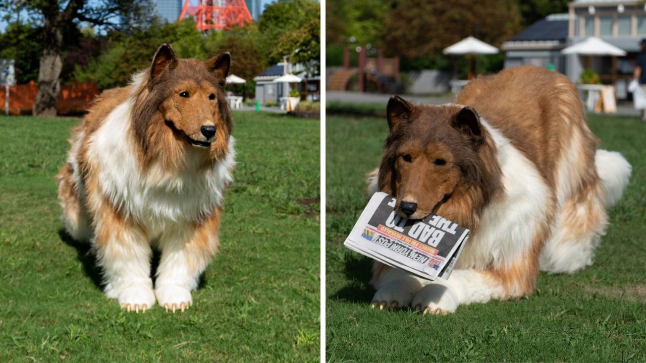 Japanese man who wears collie dog costume reveals none of his friends know  about canine alter ego