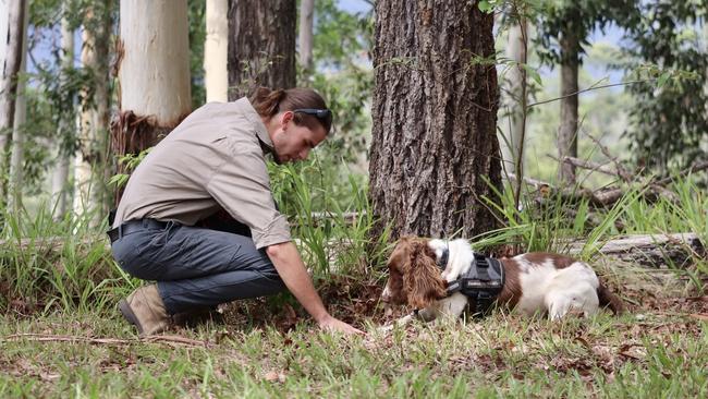 Dog handler Jack Nesbitt and Max from Canines for Wildlife at work in Coffs Harbour.