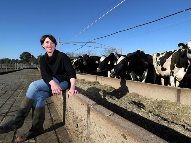  Dairy farmer Jodie Hay,  with her milking cows on her property in Cohuna,  Victoria. Picture: David Geraghty/The Australian.