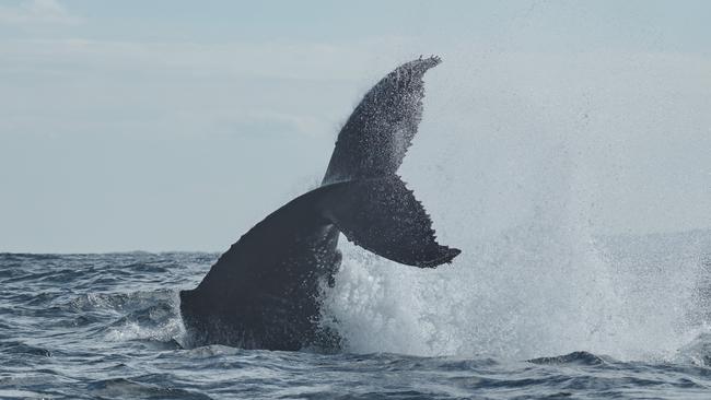 Humpback whales migrating past the Gold Coast. Humpbacks and Highrises expedition. Picture: Mark Buckley Photography.