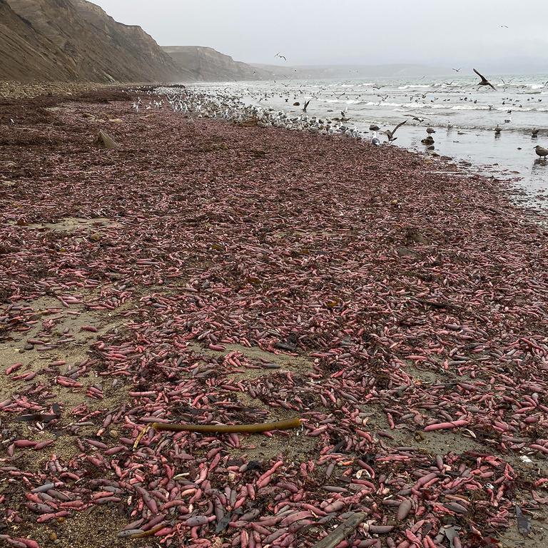 Wild storms washed the oddly shaped fish to shore. Picture: David Ford via baynature.org