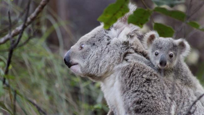 Koala report: More jobs and revenue in the long run