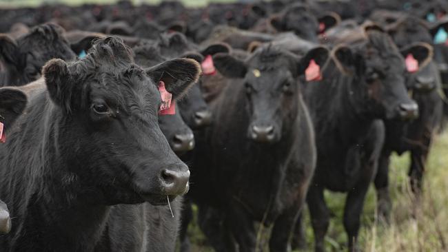 The national processor cow price closedd on Monday at 165/kg liveweight and has risen 8c/kg in the past week and 19c/kg in the past month. Picture: Zoe Phillips.