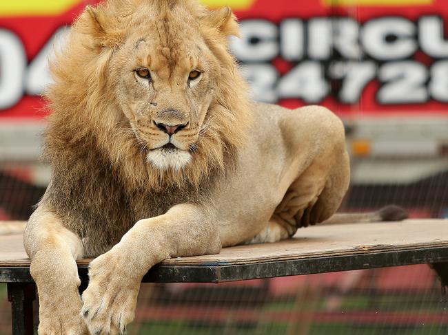 Stardust Circus lion. Picture: Troy Snook