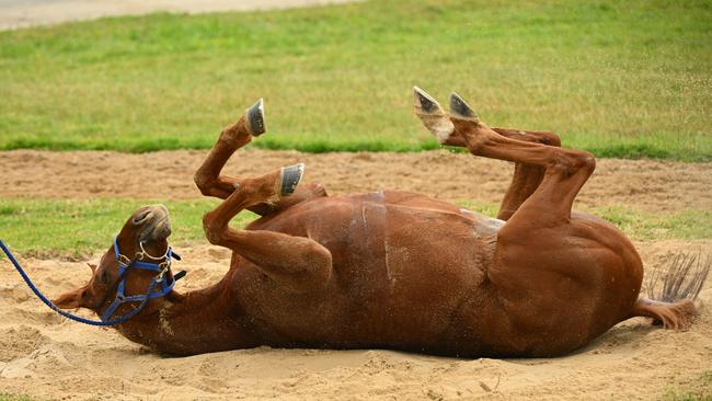 The Willie Mullins-trained Irish stayer Vauban enjoys a roll in the sand during a trackwork session at Werribee on Monday. Picture: Getty Images