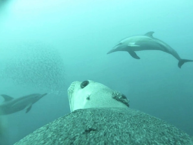 Sea lion cam. Picture: SARDI/NESP Marine and Coastal Hub