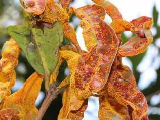 This is a heavy myrtle rust infection on a rose apple (or lily pilly) tree – a plant often found in backyards and streets. Picture: Contributed