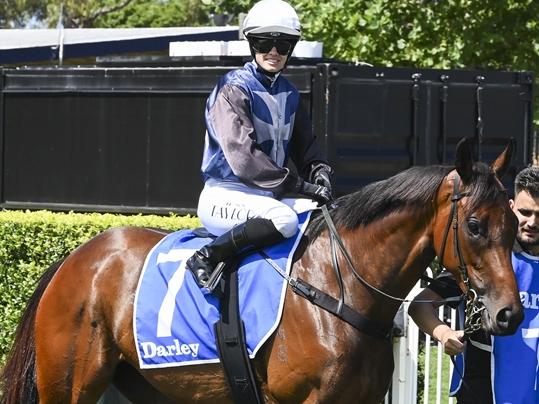 The Jason Coyle-trained Not That Easy has a terrific winning chance at Wyong on Tuesday. Picture: Bradley Photos