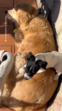 Golden retriever befriends two puppies