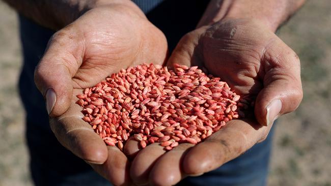 WA barley has found a new home in Mexico. Picture: Richard Wainwright/AAP