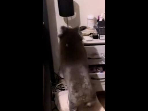 Couple find koala in their bedroom