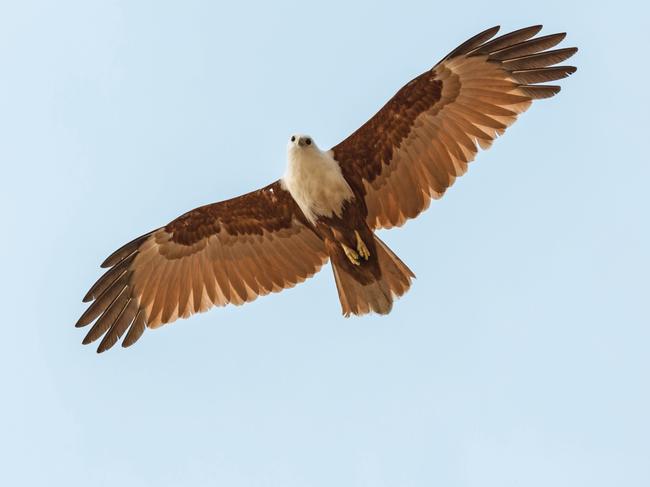 A brahminy kite soars above the island. Picture: TEQ